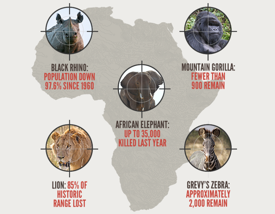 Africa's Poaching Crisis