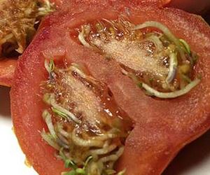 tomato-seeds-clickbait