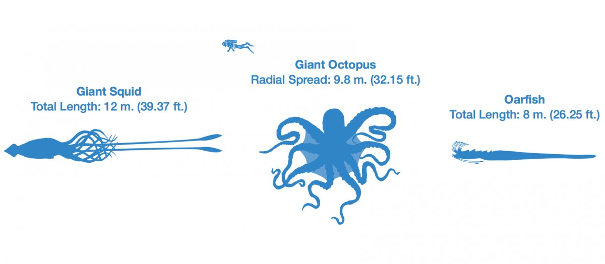 octopus-size-chart-comparison