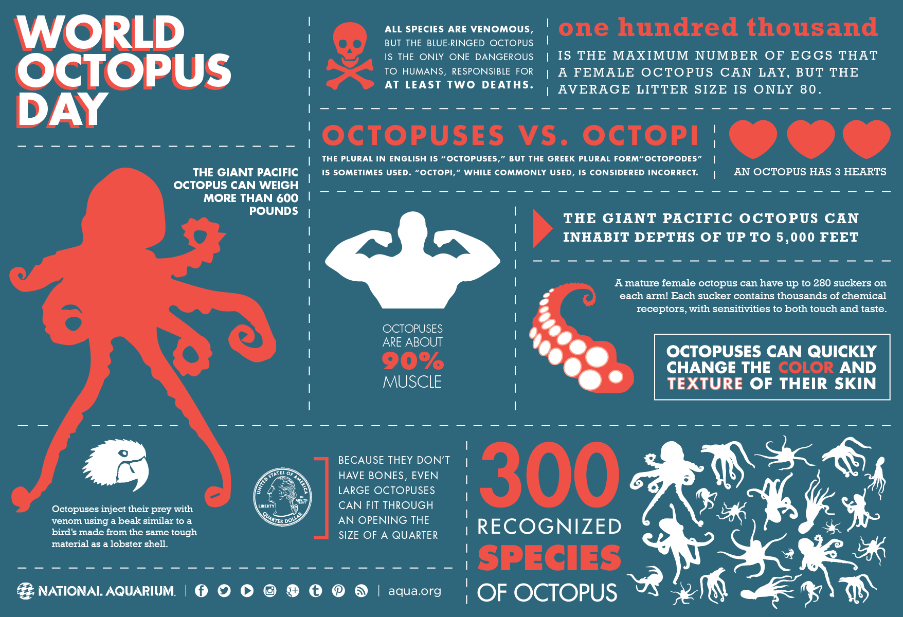 Just Another Reminder That Octopuses Are Amazing PixlParade