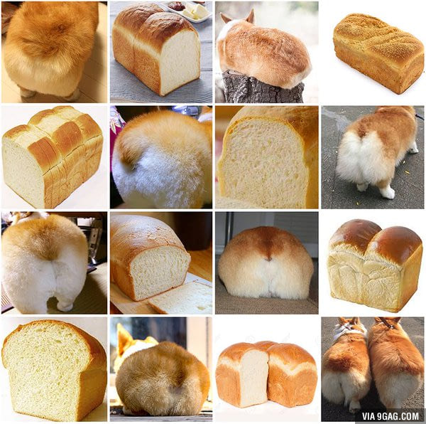 corgi-or-loaf-of-bread