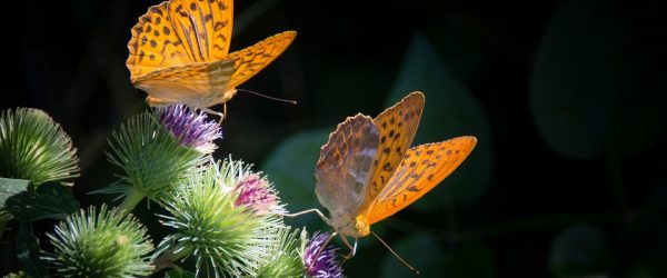 butterflies-cover-image