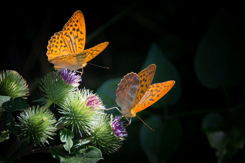 42 Breathtaking Butterflies, Animated - PixlParade