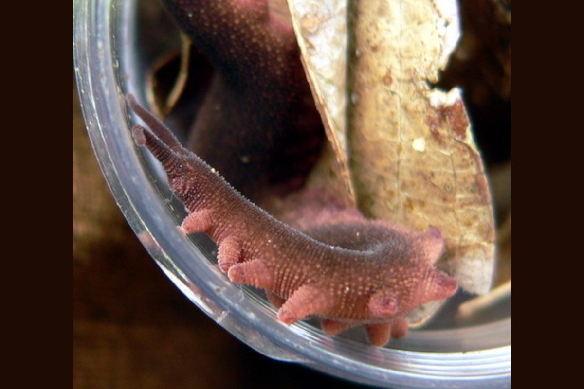 Eoperipatus totoro (velvet worm)
