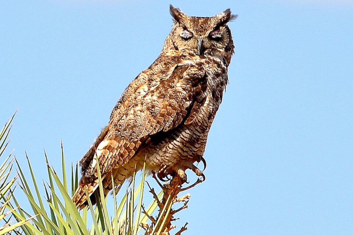 Great horned owl sleeping on top of a Joshua Tree, High Desert, California